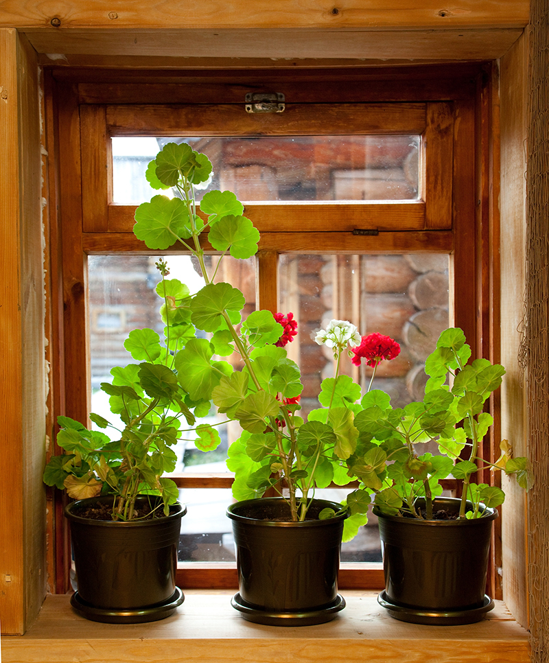 flowers / yellow flowers