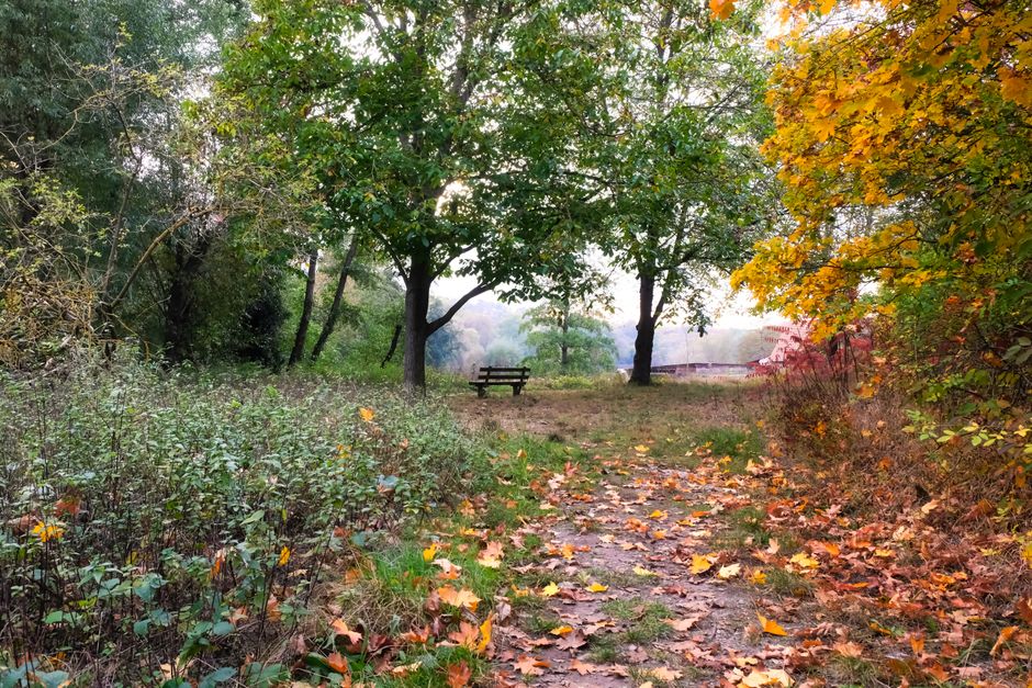 A tranquil scene in Lesnes Abbey Woods featuring a leaf-laden dirt path winding through the trees during autumn. In the background, a wooden park bench is positioned beneath a large green tree, with o