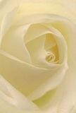 Drawn to the centre of this Abbey Wood rose, you find yourself enveloped by creamy white petals unfolding in perfect harmony-a visual and emotional embrace reminiscent of strolling through the peaceful paths by Lesnes Abbey. The innermost petals spiral softly, inviting a deep sense of tranquility, while the surface glows with a subtle sheen under gentle daylight. Between folds of ivory and hints of lemon, delicate shadows carve intricate shapes, adding both drama and serene depth to the composition. The bloom feels alive, humming with the quiet care of Abbey Wood's florists who shape each arrangement with empathy and skill. This tender rose, rich with symbolism, offers the purest expression for commemorating cherished occasions, from gentle sympathy and admiration to new beginnings within the community. Its nearly translucent edges echo both fragility and strength-a reminder of how beauty endures in Abbey Wood's landscape. One can almost sense its soft, understated fragrance, enhancing the peace that settles in the air. What you see here is more than a rose; it's a heartfelt sentiment, an artistically crafted blossom destined to bring comfort and inspiration to any Abbey Wood home or gathering.